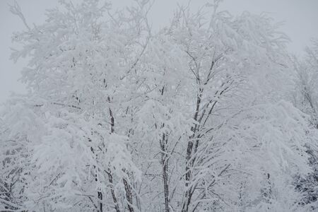 Snow fairy forest. Winter forest. Taiga snow forest. Pine trees in the snow.の写真素材