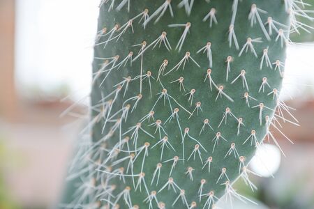 Cactus close-up. Needles on a cactus. Grows in the desert. Flat cactus. Exotic plant. Sharp needles.の写真素材