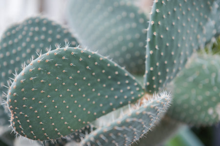 Cactus close-up. Needles on a cactus. Grows in the desert. Flat cactus. Exotic plant. Sharp needles.