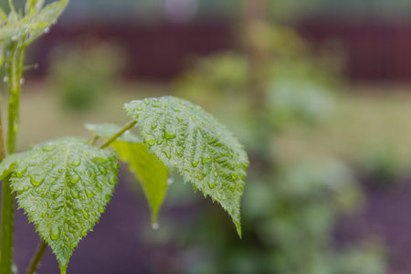 Dew on the leaves. Leaves after the rain. It has rained. Drops on the leaves. Early morning....