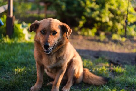 The dog is eating bread. Ginger dog pet. The dog eats on the street. Dog friend manの写真素材
