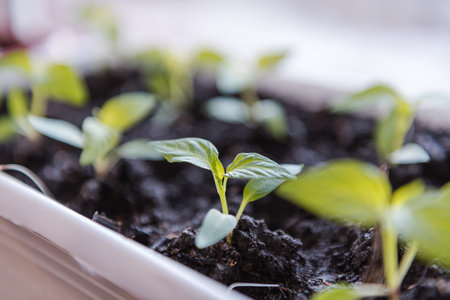 Seedlings on the window. Seedlings in the ground. Plant sprouts. Green seedlings. Potted seedlings
