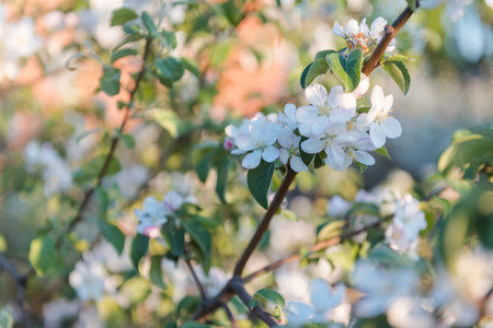 Flowering apple tree. Flowers close-up. Background photo. Fruit tree. Natural fruits in the garden....
