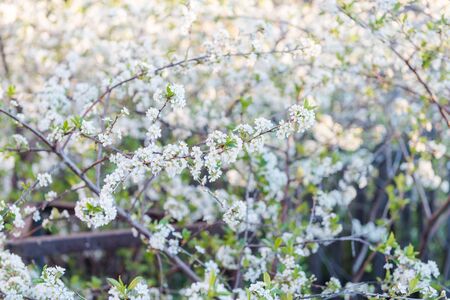 Apple tree flowers close-up. Many colors apples. Background. Leaves of yubloki. Tree close up. Fruit tree in the garden. Natural fruitsの写真素材