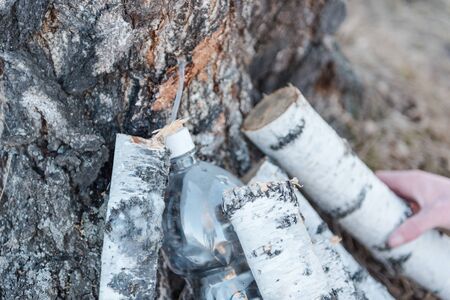 Collect birch sap. Juice from a tree. Season. Birch sap in a plastic bottle. Transfuse birch sap.の写真素材