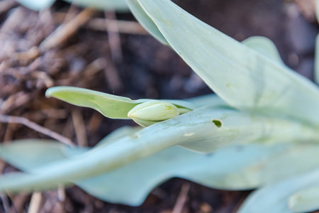 Tulips grow at home. Flowers in the garden. Red tulips. Pink flowers. Blossom. Gardening. To grow...