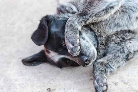 The dog is sleeping on the street. The dog is resting during the day. Tired. Favorite pet. Street dog. Beautiful animal. Friend of humanの写真素材