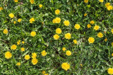 Dandelions are growing. Beautiful yellow flowers. Dandelions grow in the meadow. A lot of dandelions. Healing flowersの写真素材