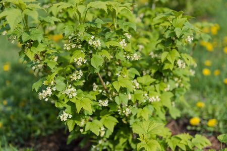 Raspberries are blooming. Sweet berries. Blossomed raspberry flowers. Springtime. Blooming garden. Garden plot. Gardeningの写真素材