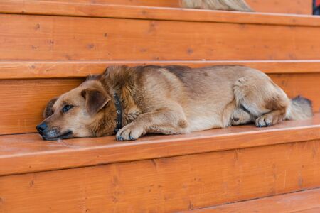 The dog is sleeping on the street. The dog is resting during the day. Tired. Favorite pet. Street dog. Beautiful animal. Friend of humanの写真素材