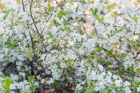 Flowering apple tree. Flowers close-up. Background photo. Fruit tree. Natural fruits in the garden. White flowers. Small flowers on a treeの写真素材