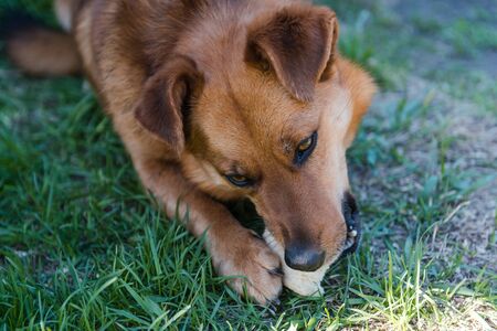 Ginger dog on the grass. The dog is eating. Pet. Cur. Dog is bread. The dog is lying on the grass. Friend of humanの写真素材