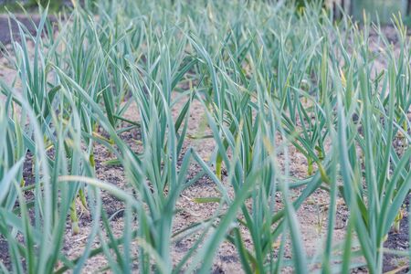 Garlic grows in the garden. Leaves of garlic. Homemade spice. Organic products. Grow garlic in the ground. Gardening. Land plot. Garlic sproutsの写真素材