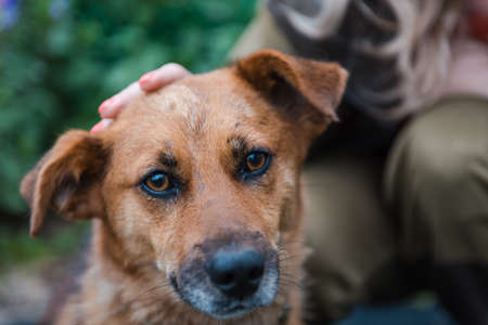 Petting a ginger dog. Girl with a dog. Favorite dog. Satisfied dog. Walking the dog. Friend of human. Affectionate animalの写真素材