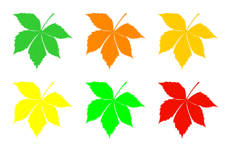 A set of leaves of chestnut. Vector illustration.のイラスト素材