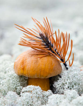 Boletus mushroom on the background of lichen.の写真素材