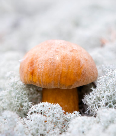 Boletus mushroom on the background of lichen.