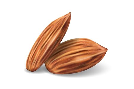 Template with almonds for packaging design, presentation, banner, ad. Realistic almond nuts isolated on white. Vector illustration.のイラスト素材
