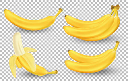 Realistic set of bananas isolated on transparent background. Bunches of fresh yellow banana fruits. Tropical fruits vector illustrationのイラスト素材