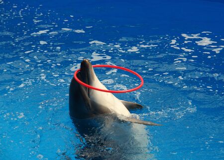 The dolphinの写真素材