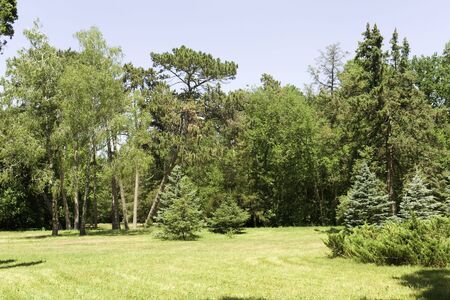 Glade in woodの写真素材