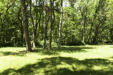 Glade in woodの写真素材