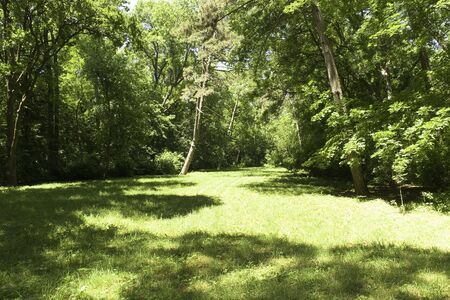 Glade in woodの写真素材