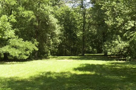 Glade in woodの写真素材