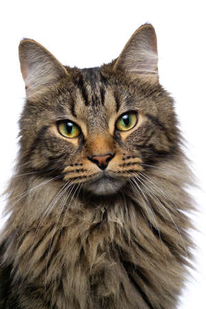 Cat on white backgroundの写真素材