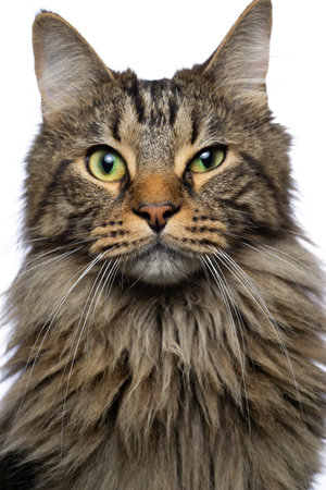Cat on white backgroundの写真素材
