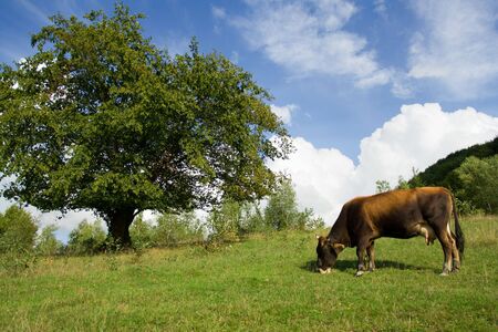 Brown cow grazes on the hill near green tree on cloudy sky backgroundの写真素材