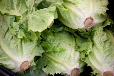 Fresh vegetarian heads of organic green cabbage verdure close-up   の写真素材