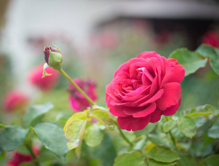 Crimson roseの写真素材