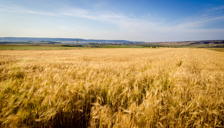 Wheat fields landscape outdoorsの写真素材