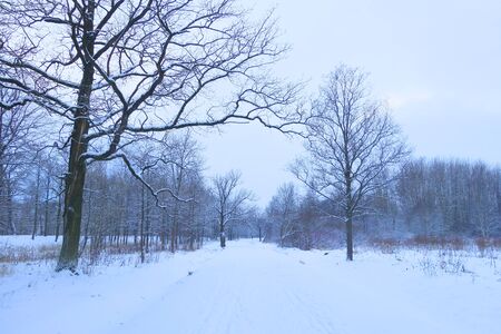 Winter evening in Babolovskiy Park in Tsarskoye Seloの写真素材