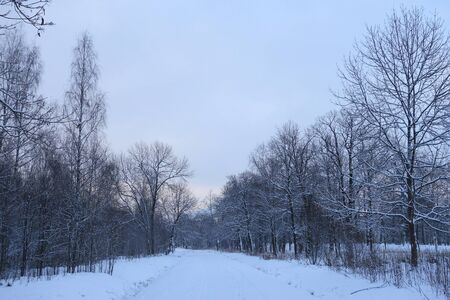 Winter evening in Babolovskiy Park in Tsarskoye Seloの写真素材