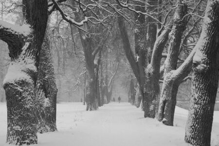 Walk in the snowstorm, January day in Catherine Park in Tsarskoye Seloの写真素材