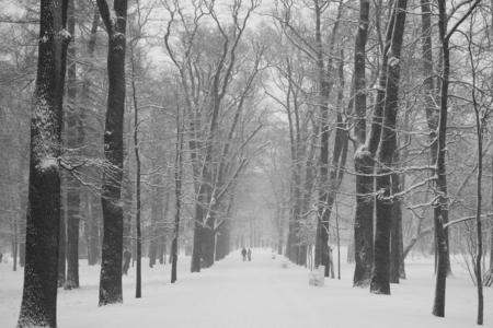 Walk in the snowstorm, January day in Catherine Park in Tsarskoye Seloの写真素材