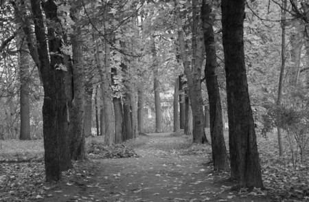 Autumn morning in Catherine Park in Tsarskoye Selo, walk along the quiet avenueの写真素材