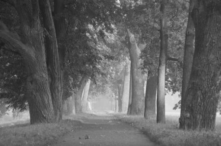 Landscape scenery view of a park with a pavementの写真素材