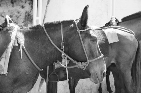 Lovely little donkey in the city of Fira on the island of Santorini in Greeceの写真素材