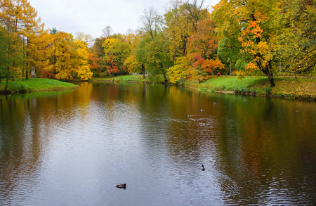 Autumn walk in a park with tress and fallen leaves on the pavement