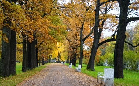 October morning in Catherine Park in Tsarskoe Selo, Road, alley, treesのeditorial素材