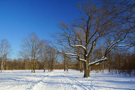 Winter walk in Babolovsky Park in Tsarskoe Seloの写真素材