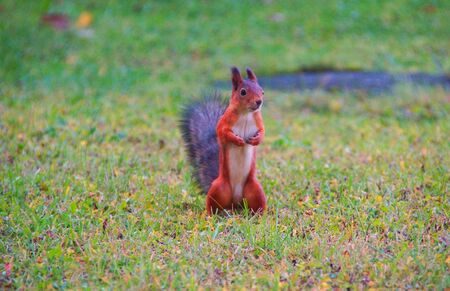 Meeting with a squirrel during a morning walk in Catherine Park in Tsarskoye Seloの写真素材