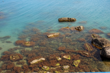 kind of wild man untouched beach with rocks covered with algaeの写真素材