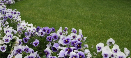 Lawn Park was taken immediately after the haircutの写真素材