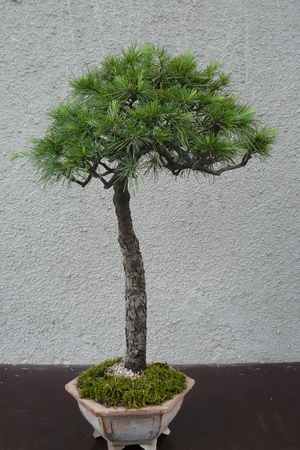 A mature tree in miniature grown man in the style of bonsaiの写真素材