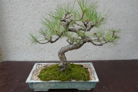 A mature tree in miniature grown man in the style of bonsaiの写真素材