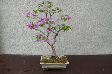 A mature tree in miniature grown man in the style of bonsaiの写真素材